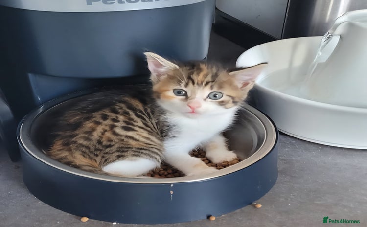 Domestic Shorthair cats - Advert 2