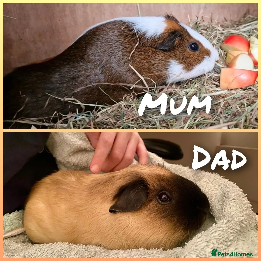 Guinea Pig rodents for sale: California x male 6m ip3 - Advert 10