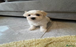 Maltipoo dogs for sale: 🐾 maltipoo puppy’s 🐾 - Image 20