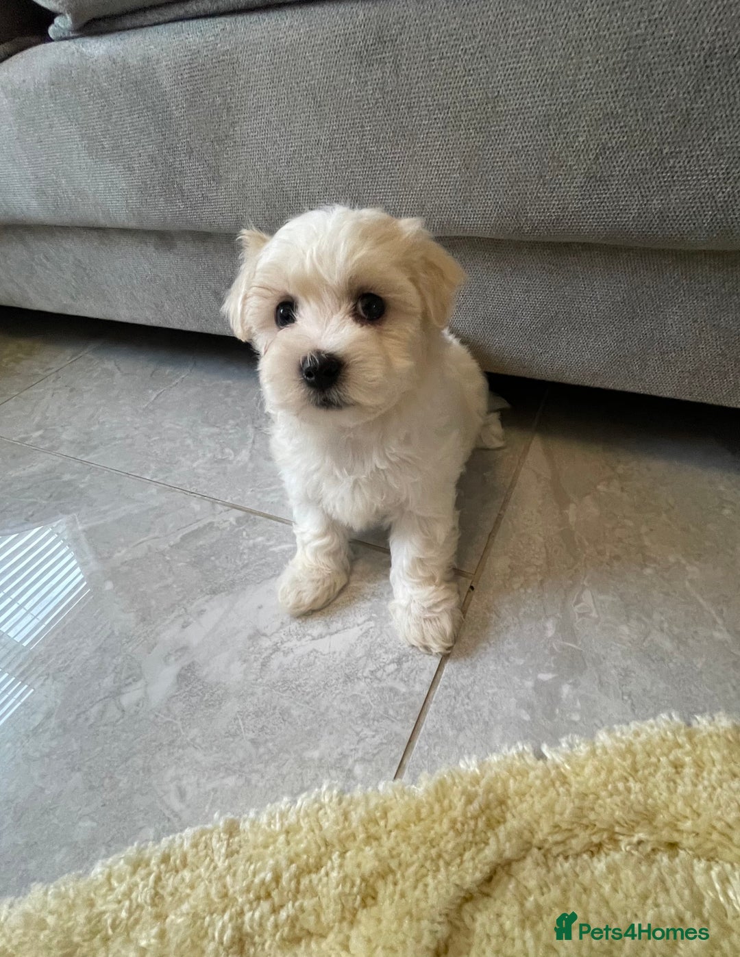 Maltipoo dogs for sale: 🐾 maltipoo puppy’s 🐾 - Image 20