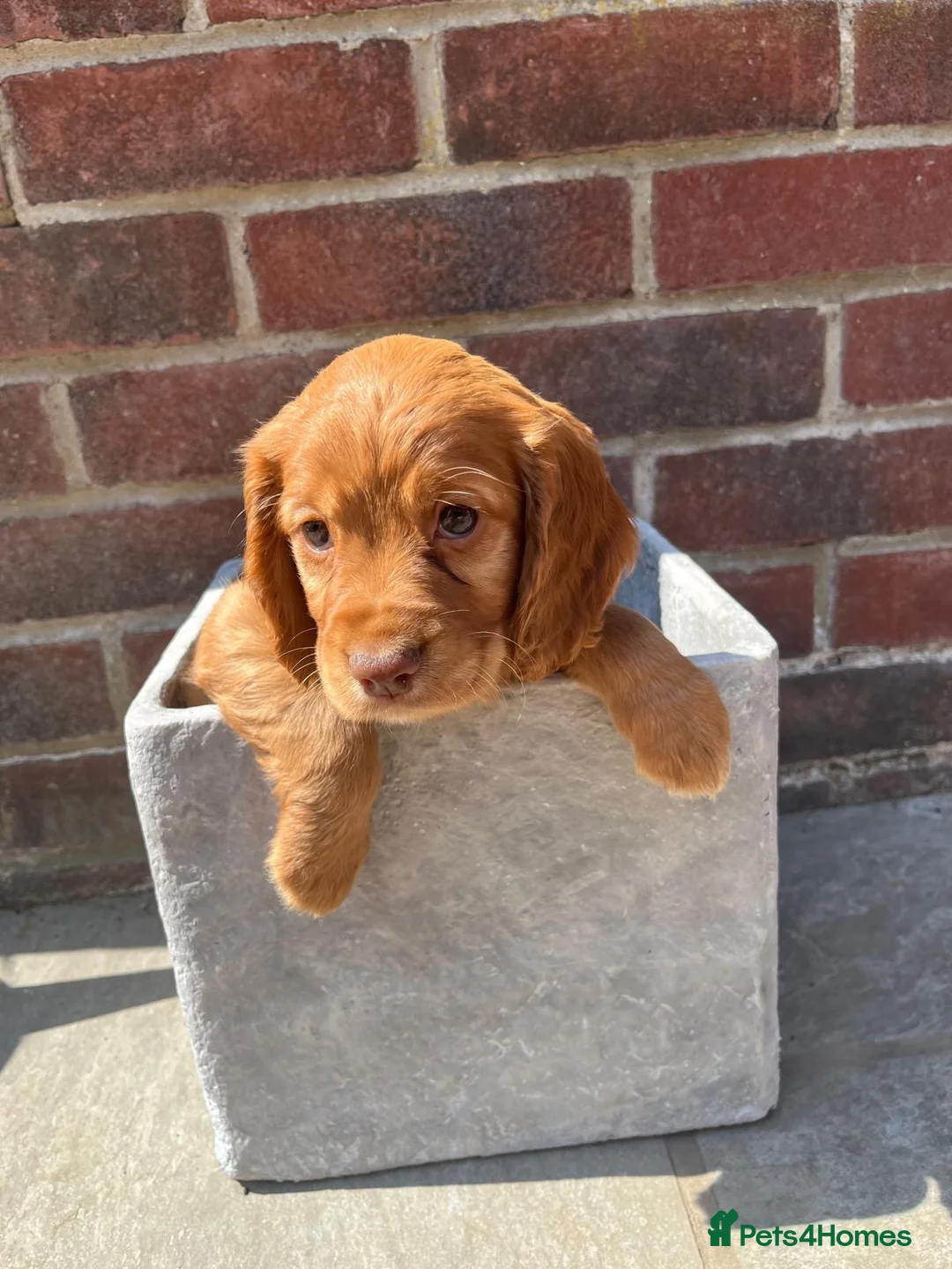 Sprocker dogs for sale: Working Sprocker Puppies - Advert 8