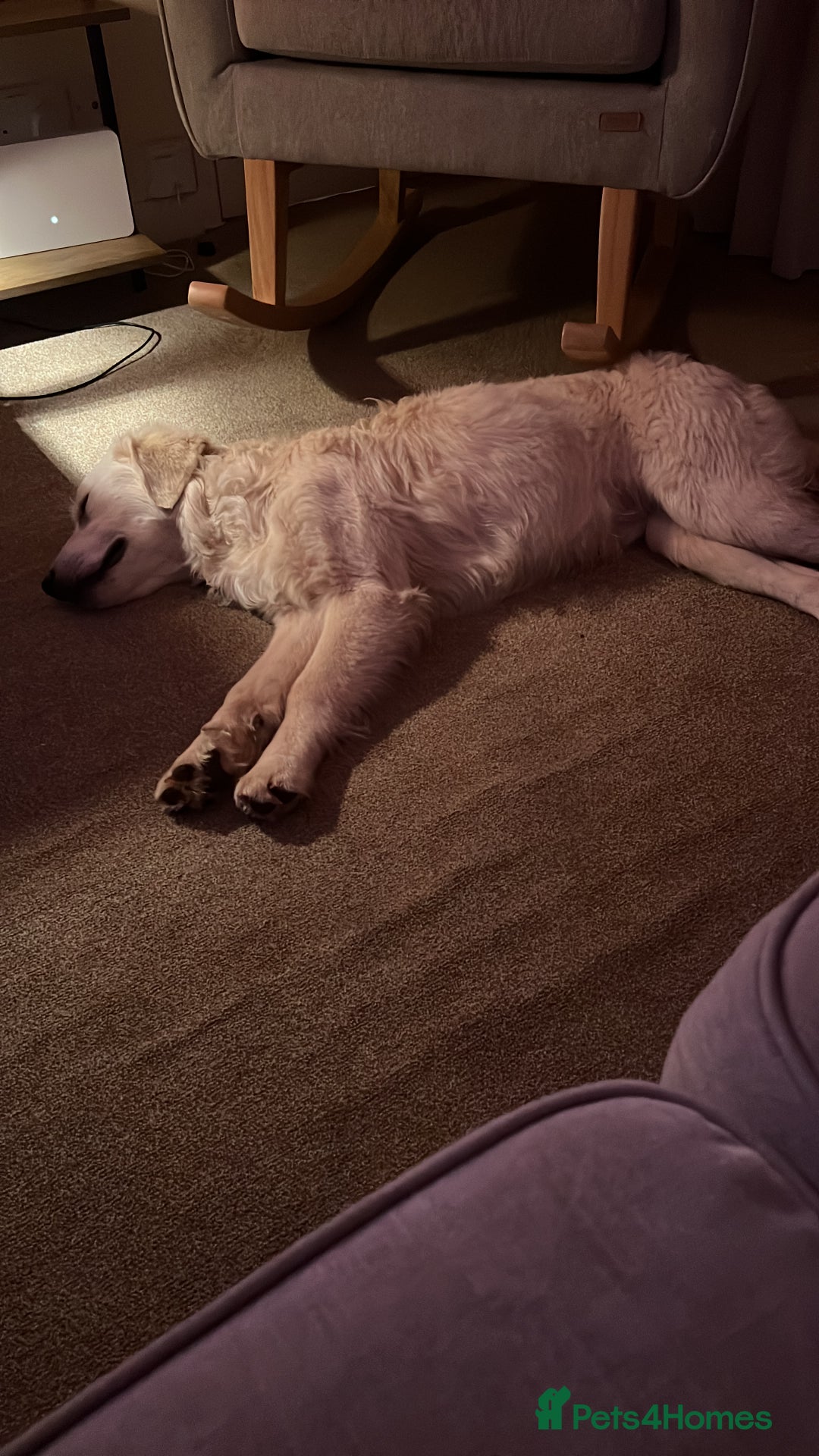 Golden Retriever dogs for sale: Golden retriever  - Advert 5