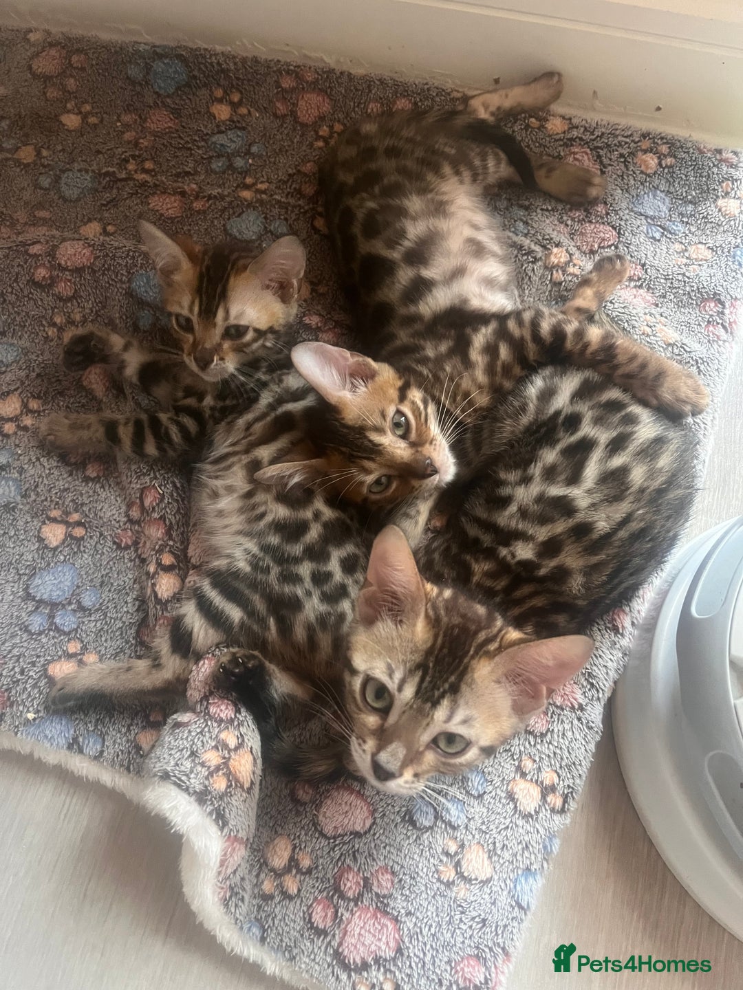 Bengal cats for sale: Stunning full pedigree registered bengal kittens  - Advert 15