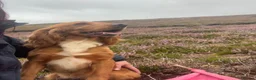 Cocker Spaniel dogs for sale: Beautiful cockers - Advert 6