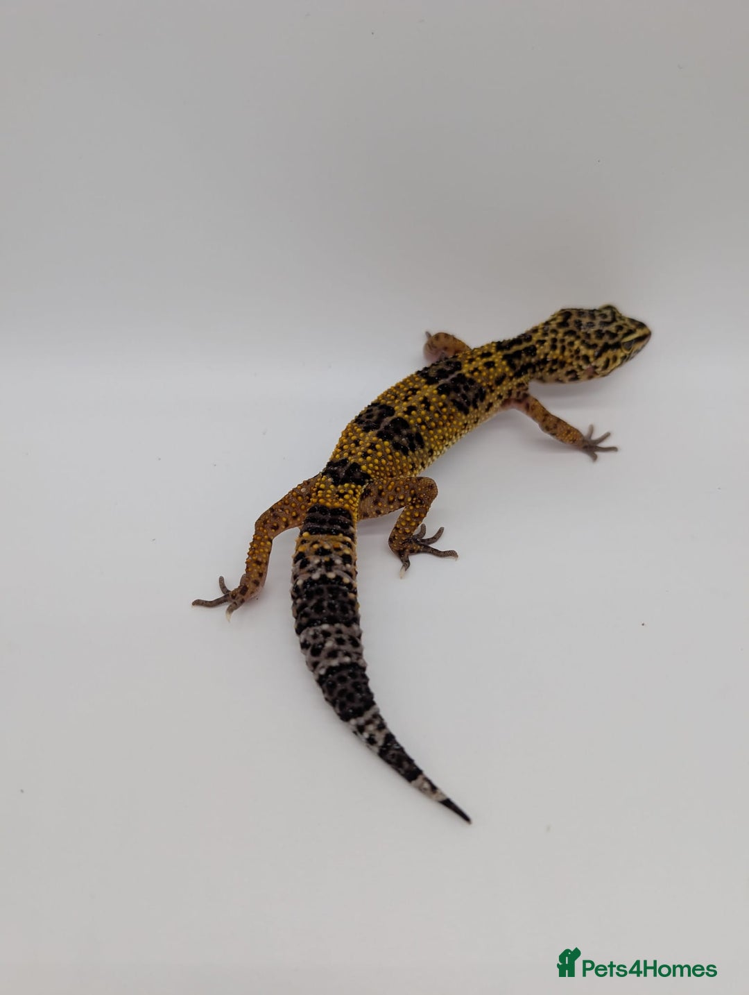 Leopard Gecko reptiles for sale: Black Night Cross Leopard Gecko  - Advert 7