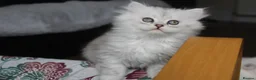 Persian cats for sale: 3 Pure Persian Chinchilla Kittens  - Advert 10