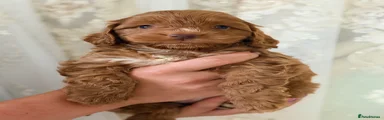 Pancake
