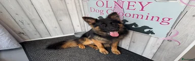 German Shepherd 1