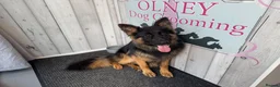 German Shepherd dogs for sale: KENNEL CLUB REG GIRL AVAILABLE  - Advert 20