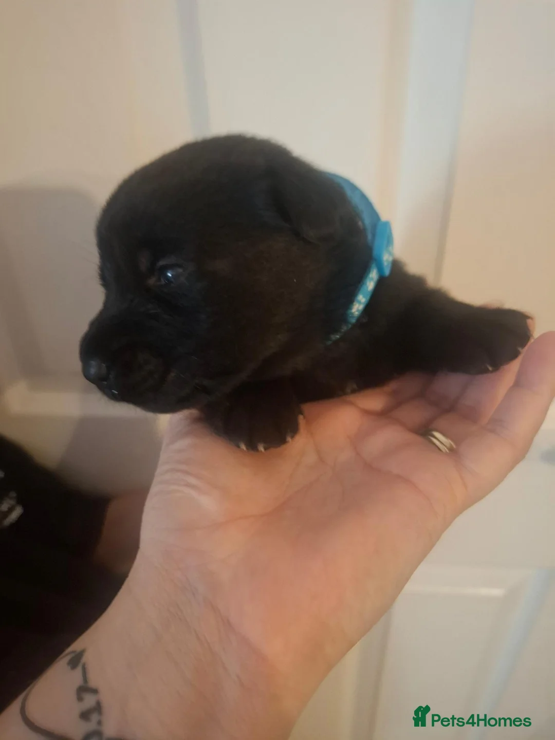 Sheprador dogs for sale: Jessie's first litter  - Advert 14
