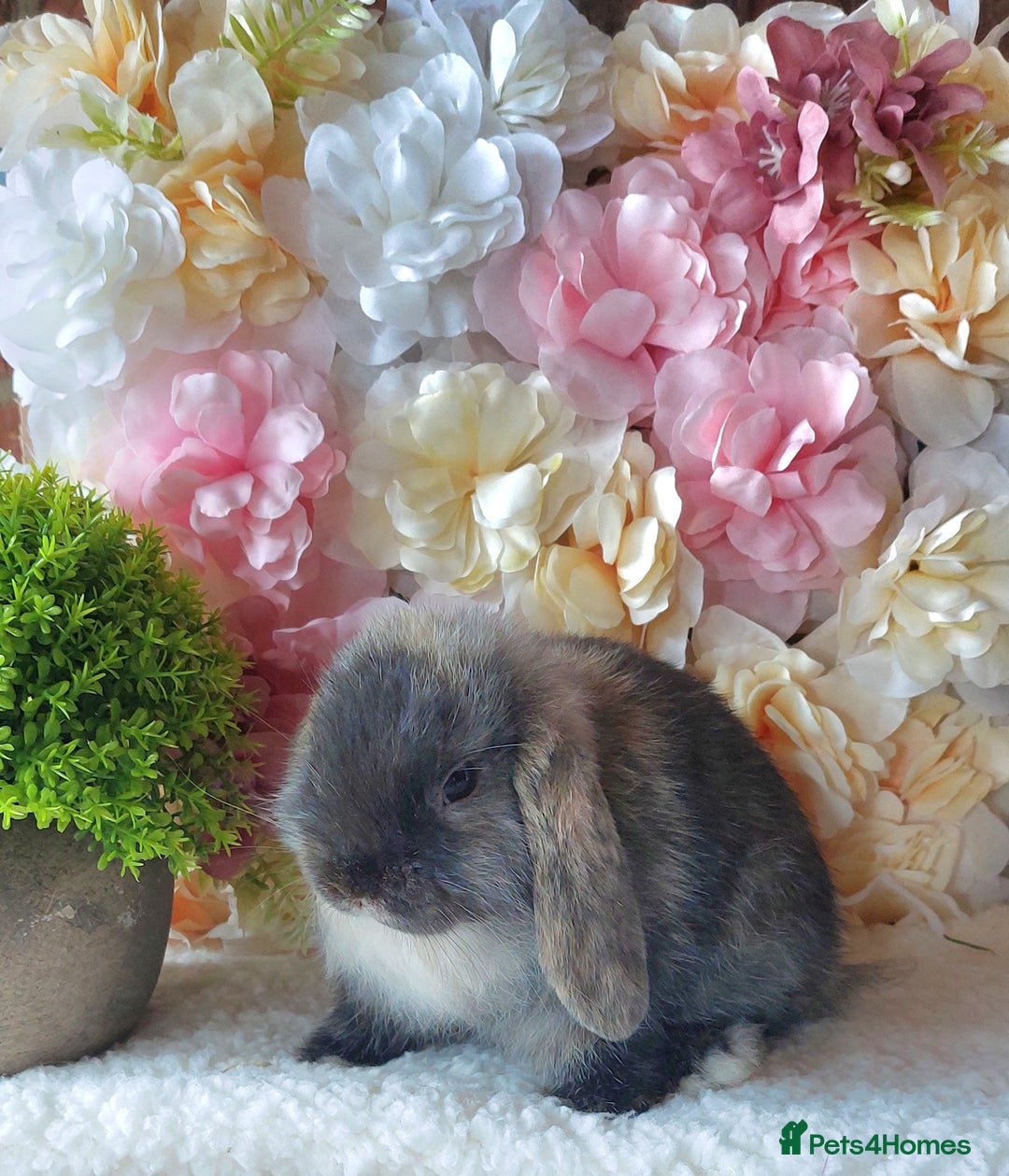 Mini Lop rabbits for sale: mini lops - Image 3