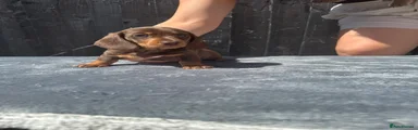 Miniature Dachshund Puppy 3