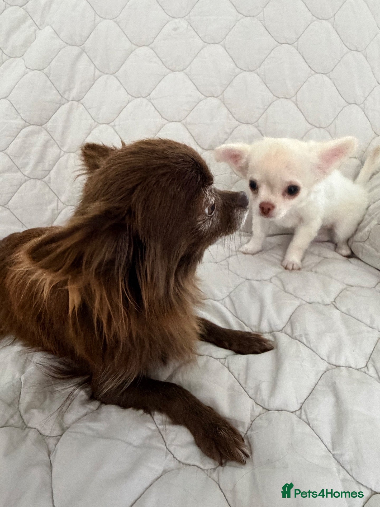 Chihuahua dogs for sale: Ready Now Long Coat Chihuahua  - Advert 7