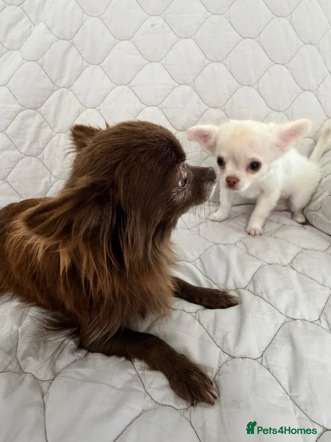 Chihuahua dogs for sale: Ready Now Long Coat Chihuahua  - Advert 1