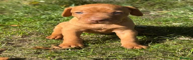 Hungarian Vizsla 2