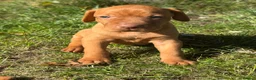 Hungarian Vizsla dogs for sale: TRUE HUNGARIAN VIZSLA PUPPIES  - Advert 13