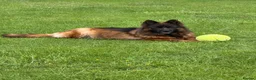 German Shepherd dogs for sale: Top Quality German shepherd long hair puppies  - Advert 5