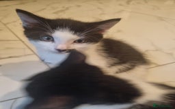 Domestic Shorthair cats for sale: 4 lovely kittens ready to join a new family - Image 5