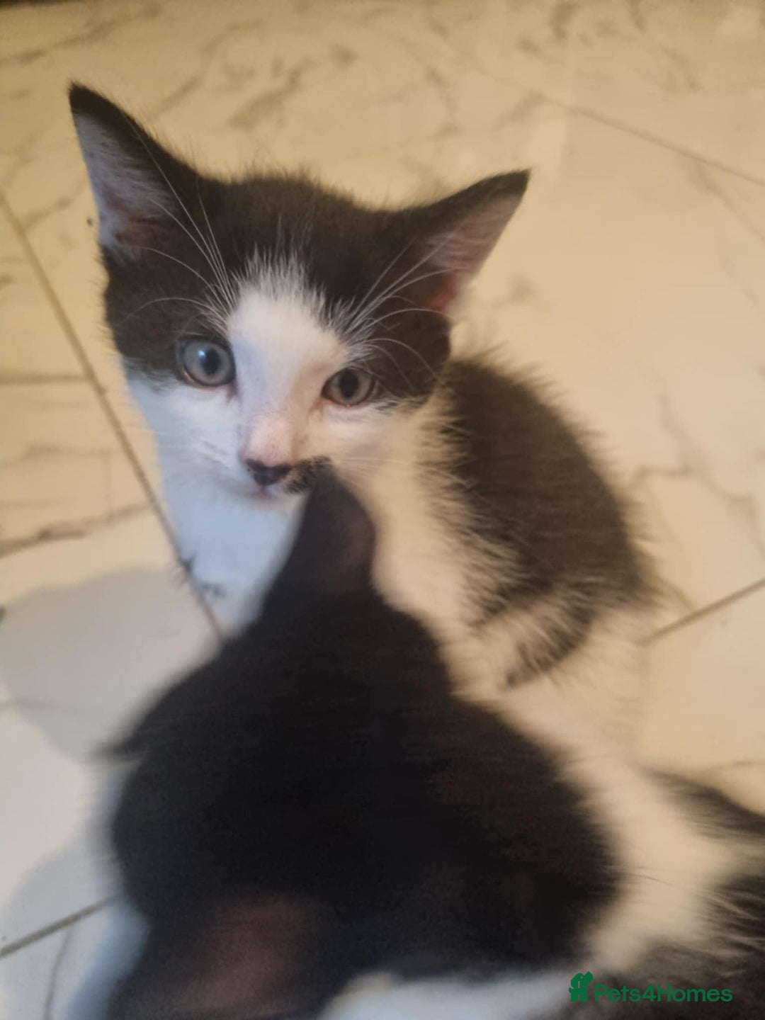 Domestic Shorthair cats for sale: 4 lovely kittens ready to join a new family - Image 5