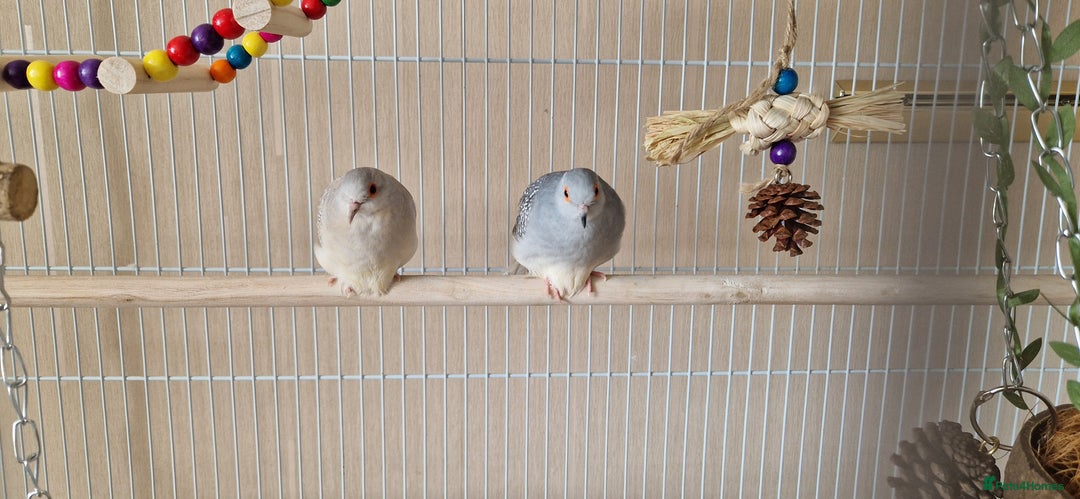Doves birds for sale: Diamond Doves bonded pair - Image 3
