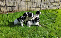 English Springer Spaniel dogs for sale: 3 male Springer Spaniel pups KC Reg and Pedigree - Image 5