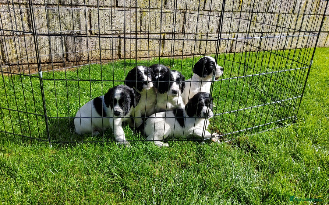English Springer Spaniel dogs for sale: 3 male Springer Spaniel pups KC Reg and Pedigree - Image 5