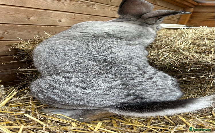 Continental Giant rabbits - Advert 3