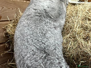 Continental Giant rabbits - Advert 30