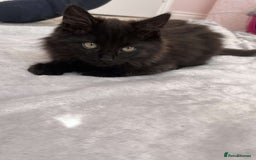 British Longhair cats for sale: British long hair kittens  - Image 4
