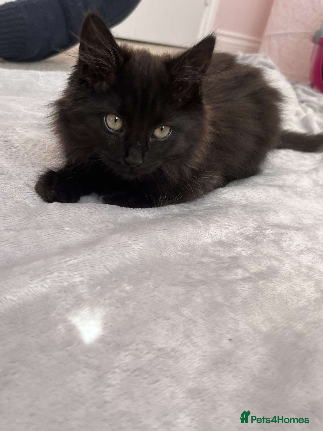British Longhair cats for sale: British long hair kittens  - Image 4