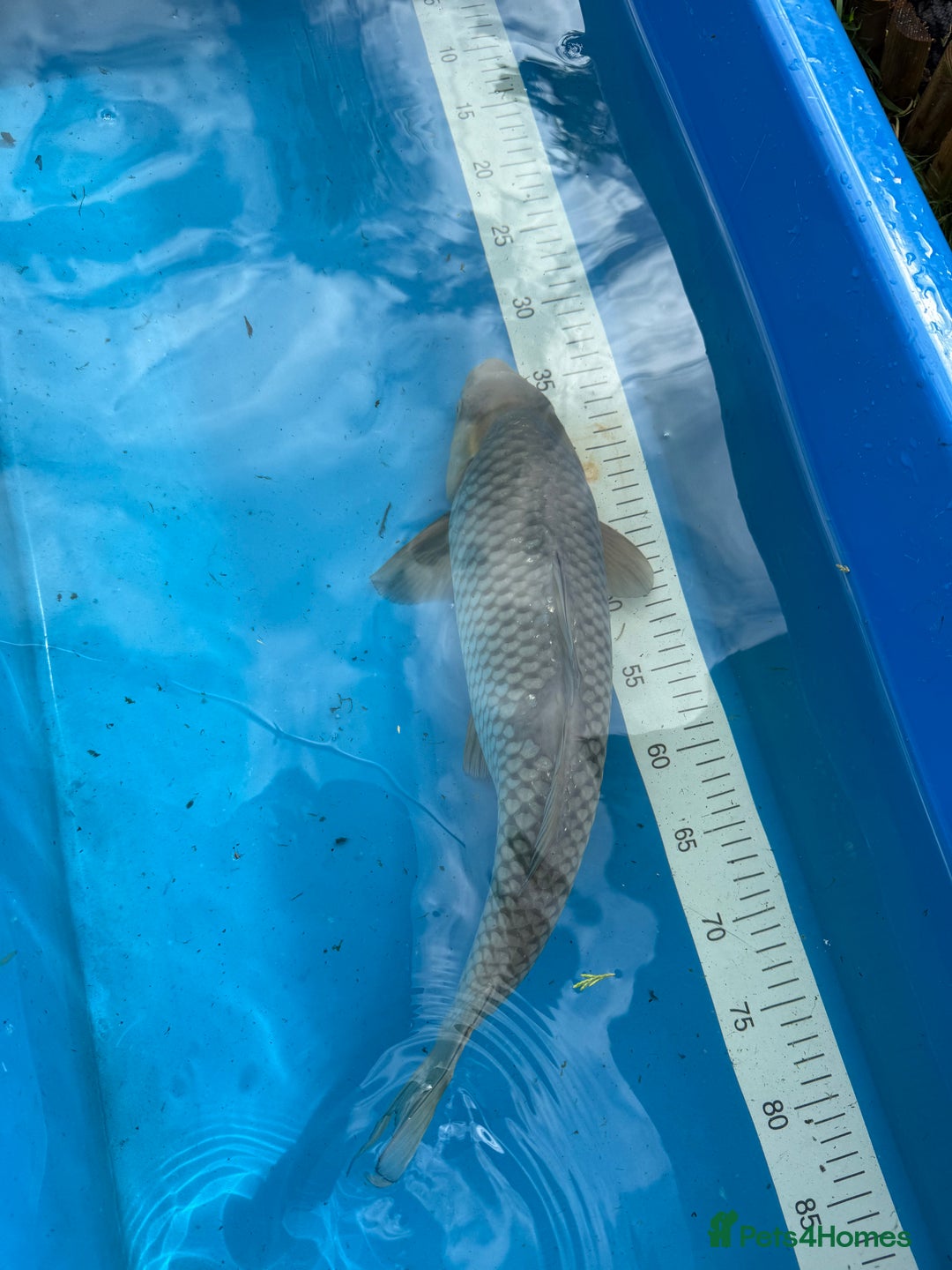 Koi Carp fish for sale: Various koi carp for sale  - Image 27