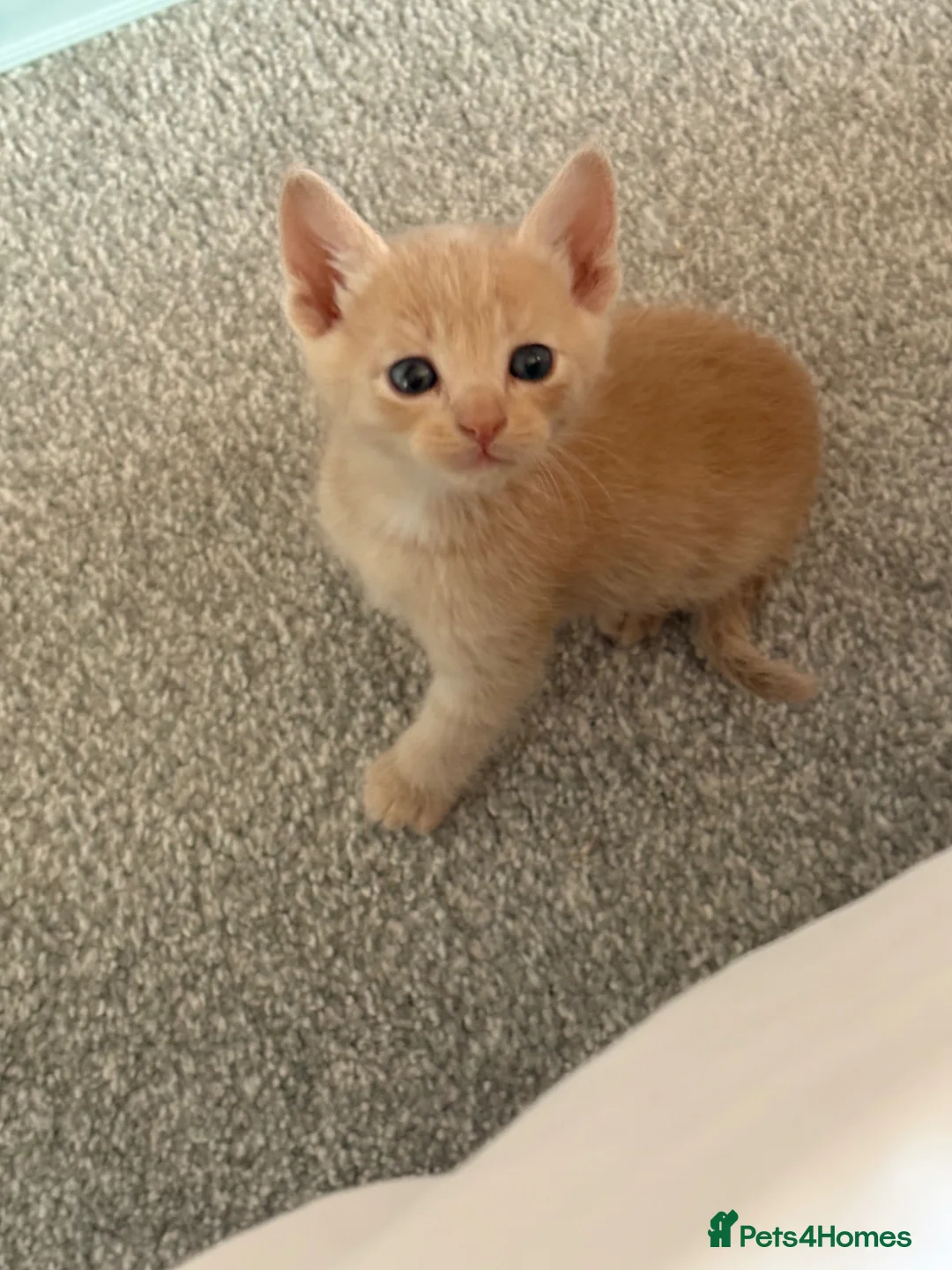 Ragdoll cats for sale: Beige ginger kitten  - Advert 1