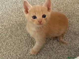Ragdoll cats Beige ginger kitten - Advert 2