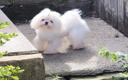 Maltese dogs for stud: Amazing Tiny Doll Face Korean Maltese STUD ONLY  - Image 1
