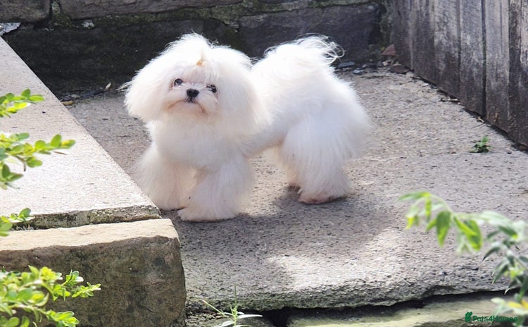 Maltese dogs - Advert 1
