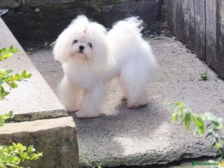 Maltese dogs - Advert 11