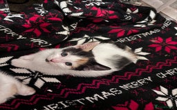 Mixed Breed cats for sale: 4 beautiful kittens - Image 10