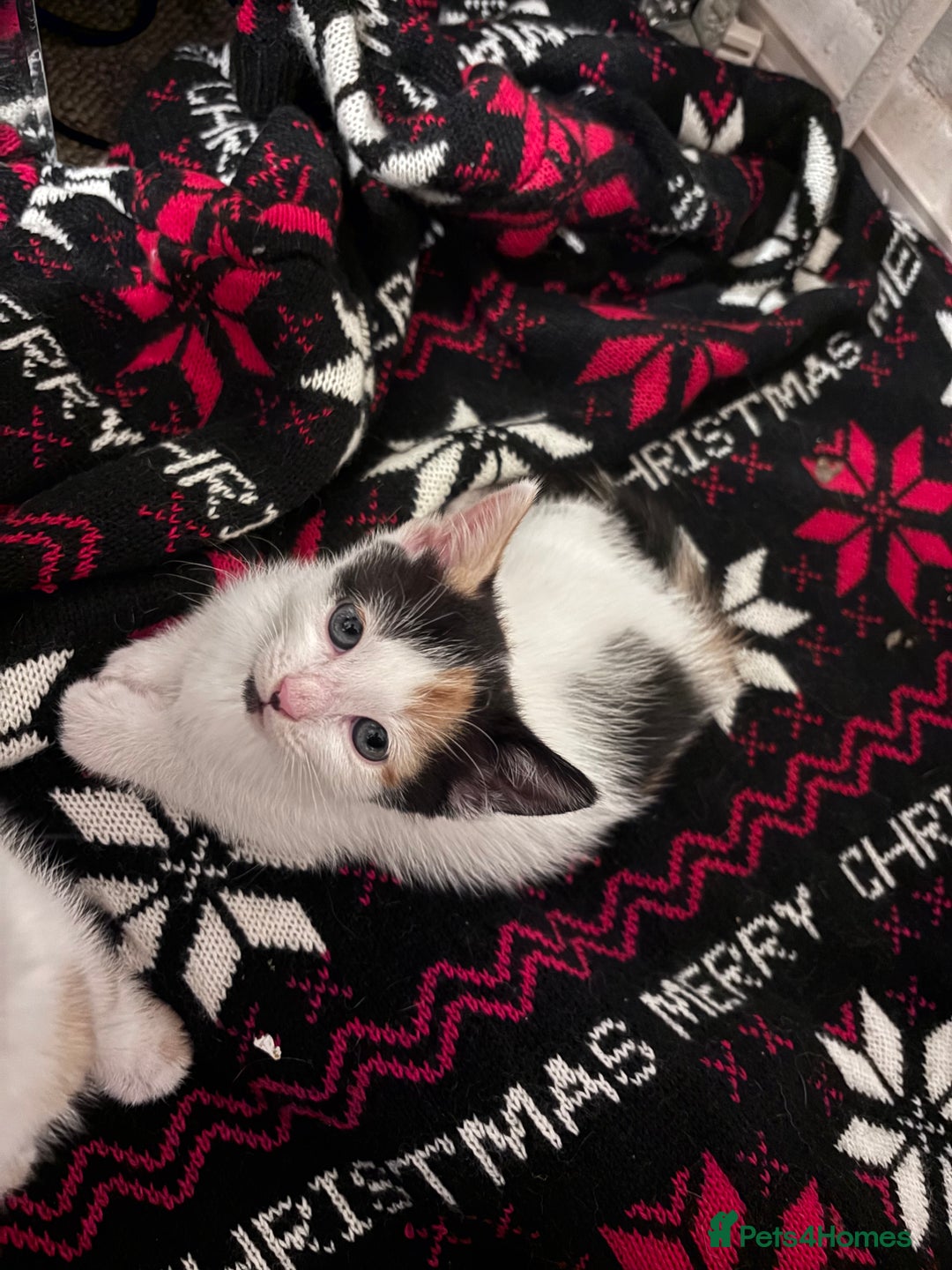 Mixed Breed cats for sale: 4 beautiful kittens - Image 10