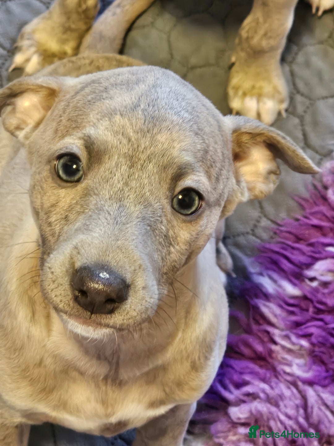 Whippet dogs for sale: ✨🐾 Gorgeous KC Registered Whippet puppies  🐾✨  - Advert 34