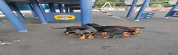 Dobermann dogs for sale: Adorable Doberman puppies PRICE REDUCTION £1650 - Advert 11