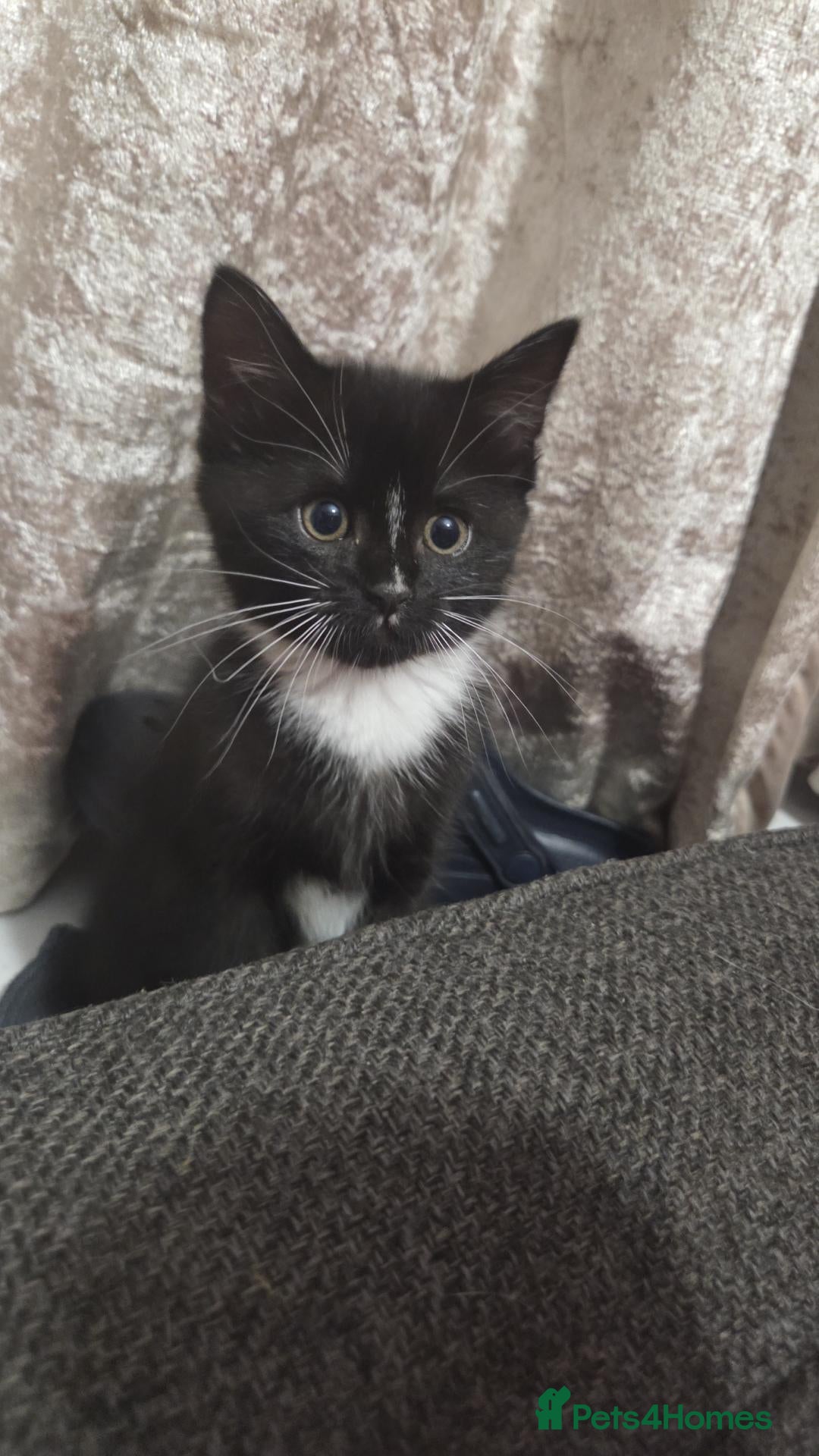 Mixed Breed cats for sale: Mixed fluffy kittens  - Advert 3