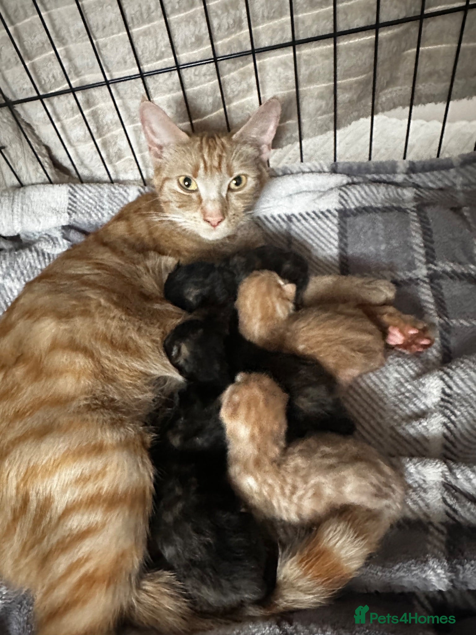 American Shorthair cats 2 Ginger/Blonde boys , 4 calico girls - Advert 2