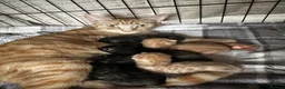 American Shorthair cats for sale: 2 Ginger/Blonde boys , 4 calico girls - Advert 1