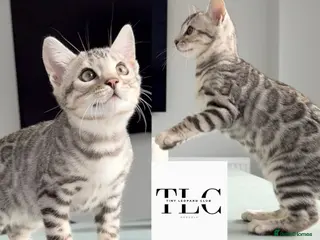 Bengal cats 🩶 TICA Bengal Kittens 🩶 Full Pedigree in Silver - Advert 6