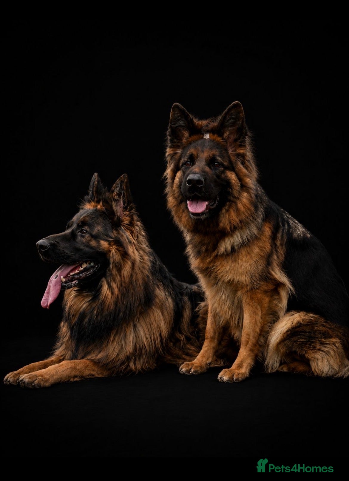 German Shepherd dogs KC Male German Shepherd  - Advert 1