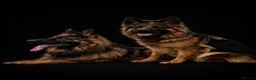 German Shepherd dogs for sale: KC Male German Shepherd  in Brierley Hill - Advert 1