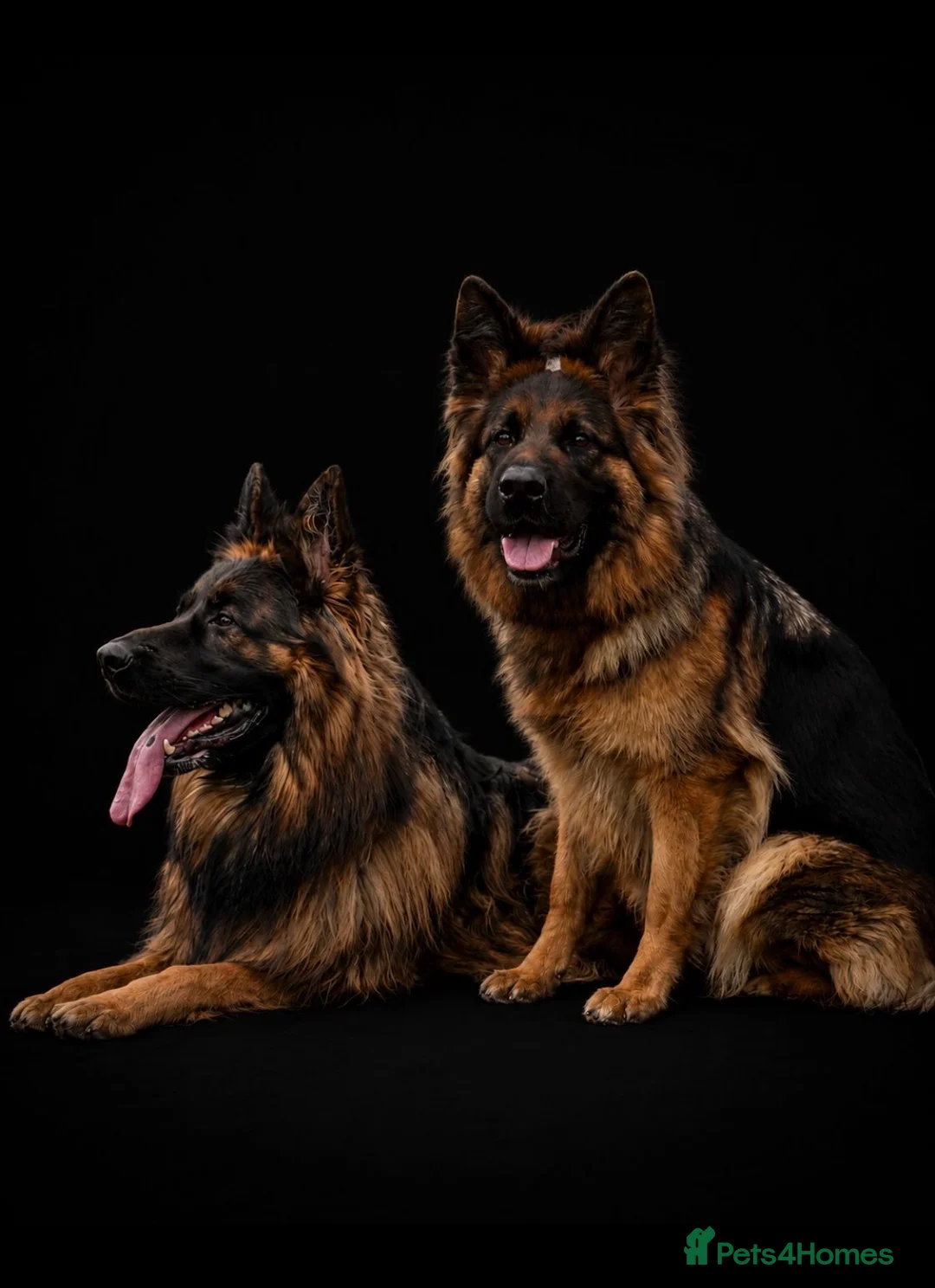 German Shepherd dogs for sale: KC Male German Shepherd  in Brierley Hill - Advert 1