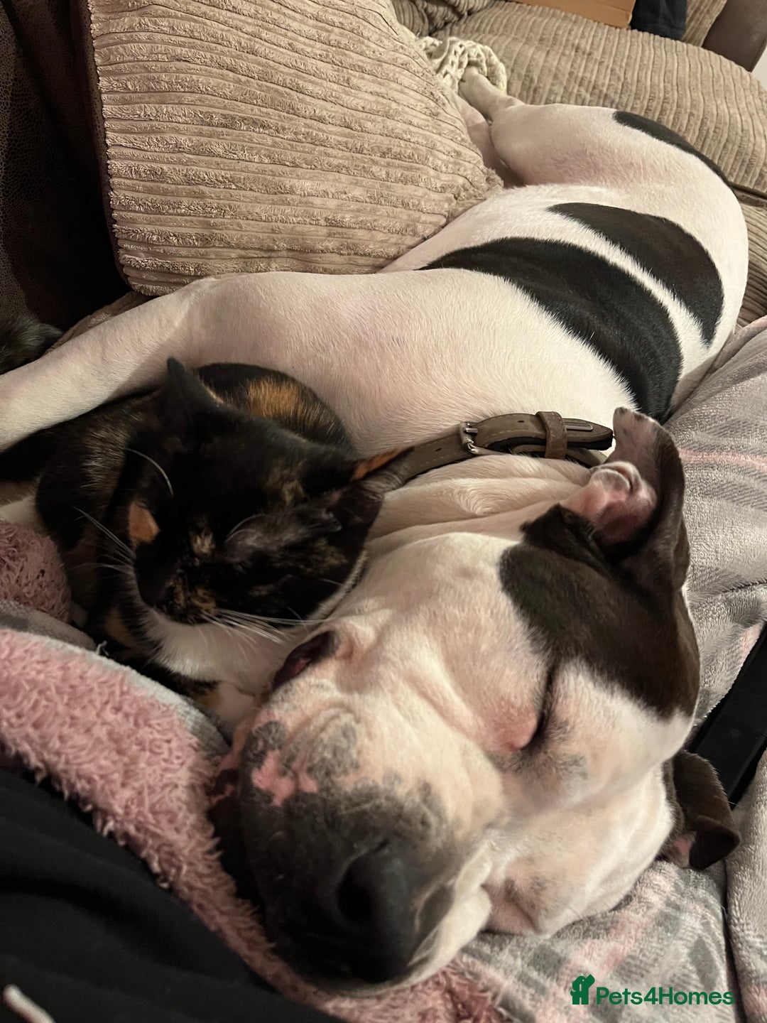 Mixed Breed dogs for sale: 2 beautiful American bully cross staffy puppies - Advert 10