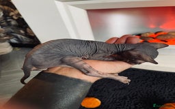 Sphynx cats for sale: Stunning Canadian sphynx kittens - Image 15