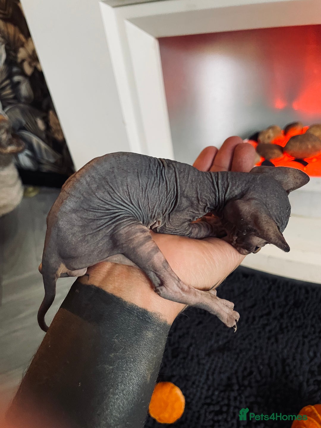 Sphynx cats for sale: Stunning Canadian sphynx kittens - Image 15